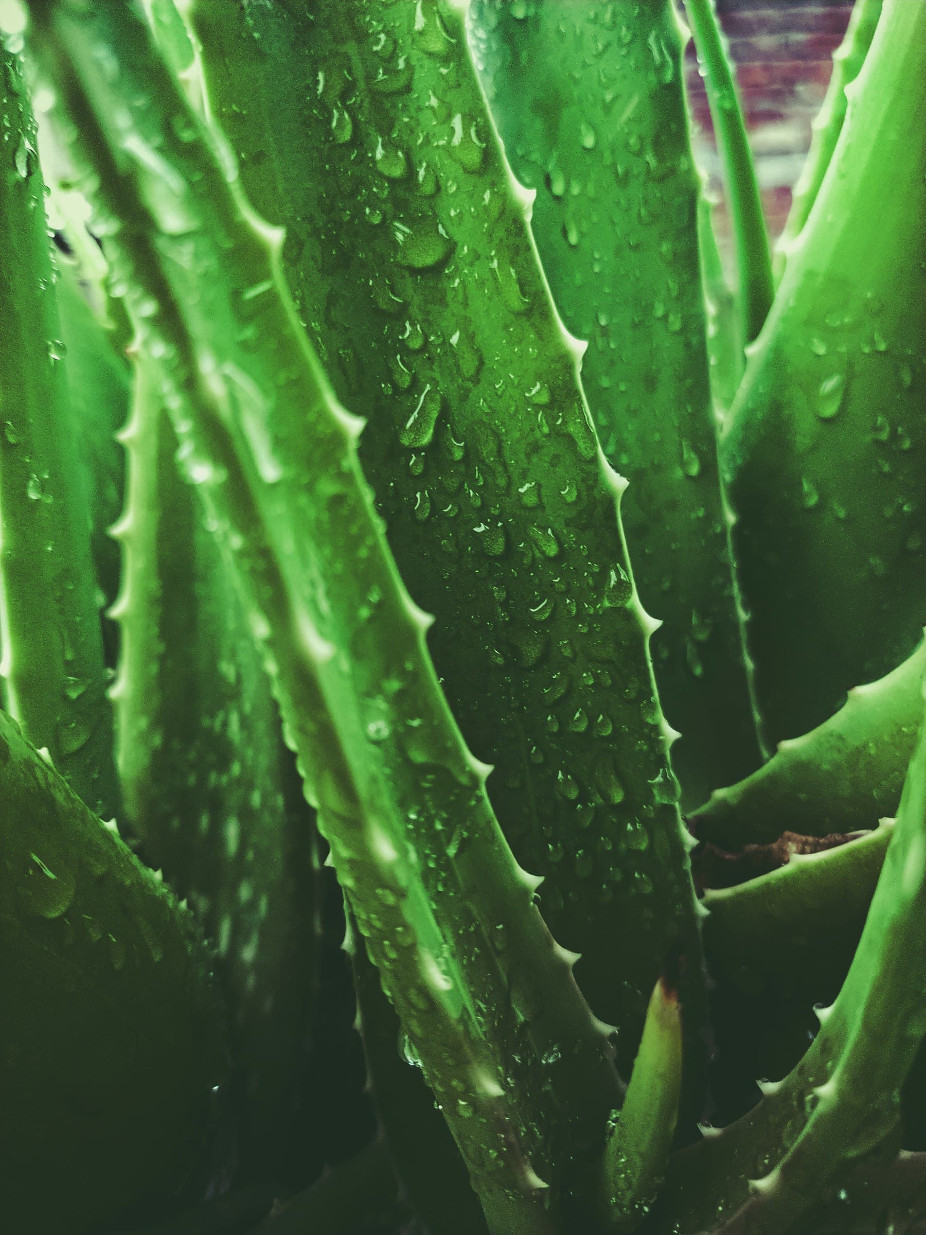 Aloe vera leaves with water droplets